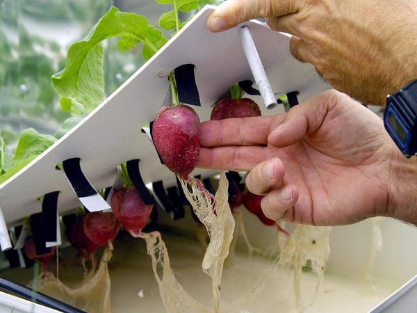  When transferring plants to hydroponics, it is important not to damage the root system.