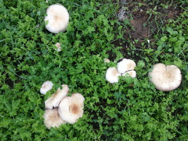  печурки