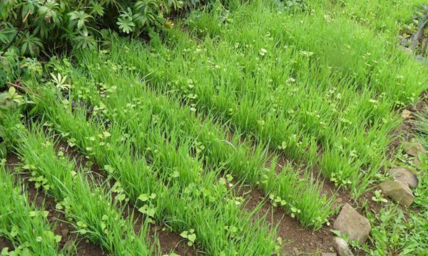  Ραπανάκι ως siderat στον κήπο