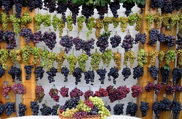  variedades de uva