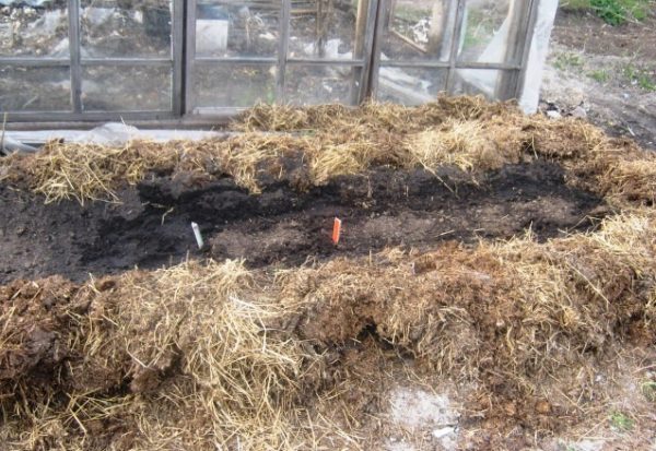  Cow manure protects the beds from various pests
