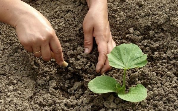  Abóbora não é recomendado para plantar ao lado de batatas