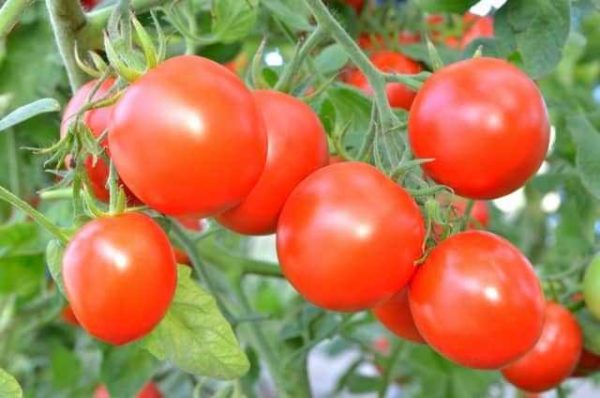  암모 포스 비료로 수정 된 토마토 작물