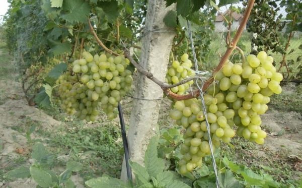  هذا النوع من العنب يحظى بشعبية كبيرة بين مزارعي النبيذ وصانعي النبيذ.