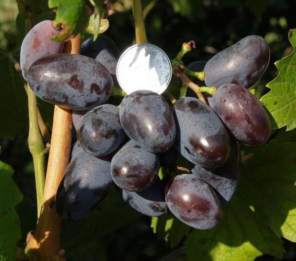  Дължината на плодовете от сорта Baikonur достига дължина 4 см