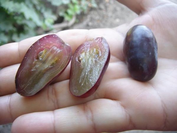  Es gibt Samen in Baikonur-Beeren, die die Züchter loswerden wollen.