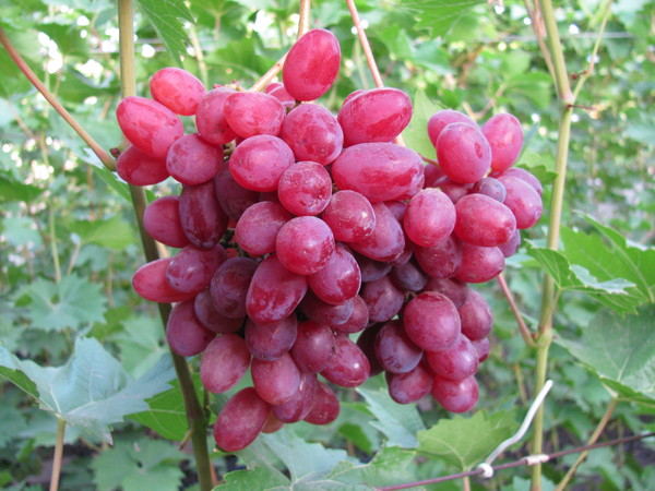  Grapes Veles