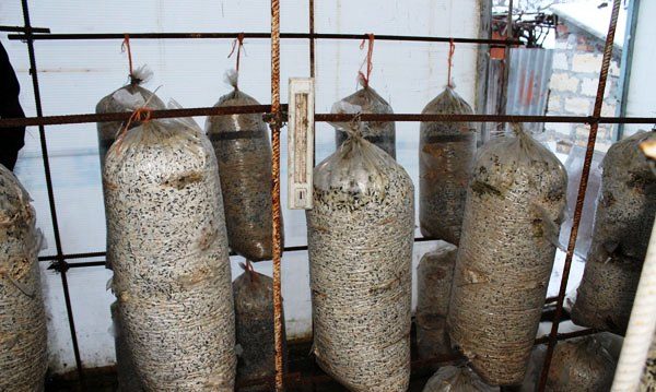 Cultivar cogumelos em uma estufa é um processo interessante e fácil.