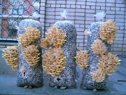  Cogumelos de ostra crescentes em casa na varanda