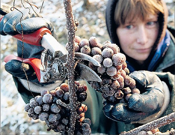  Para alcançar a concentração máxima de açúcar, os moradores de verão colhem uvas após a primeira geada.