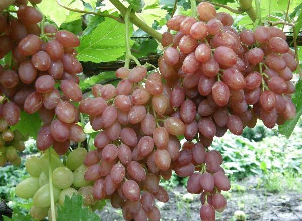  Passas de uvas sem sementes