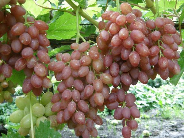  Kismis anggur tanpa buah