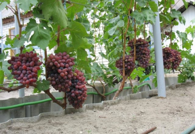  Годишнина грозде Novocherkassk