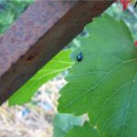  Vine leaf with flea