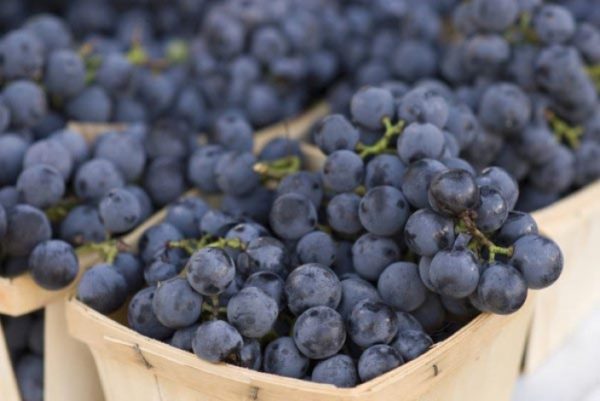  العنب إيزابيلا ، ومناسبة ليس فقط للعصير والنبيذ ، ولكن أيضا لإعداد الصبغات