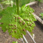  Grape Leaf Affected by Tick