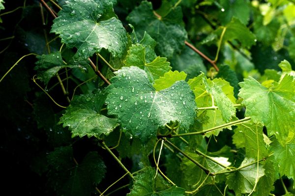  Inte bara druvor, utan även blad och vinstockar har helande egenskaper.