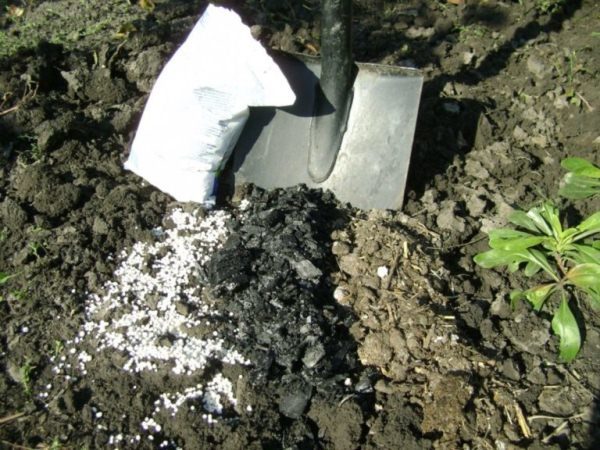  Para batatas e outros vegetais, bem como para morangos e colheitas ornamentais, a aplicação de fertilizante principal faz-se na hora da escavação de primavera
