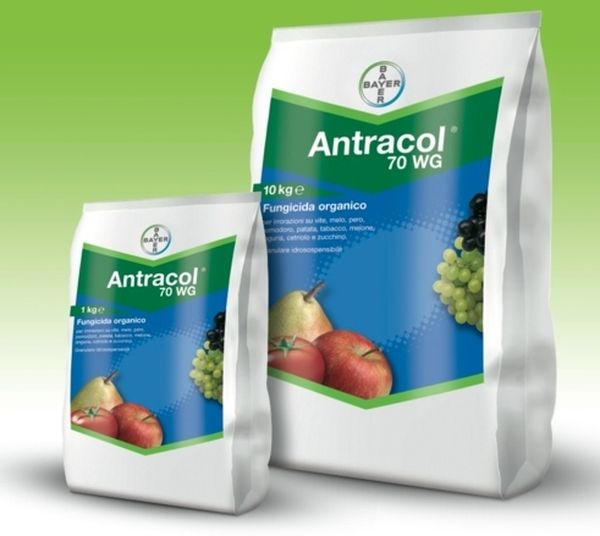  Anthracnol kann verwendet werden, um die Trauben aus dem Pilz zu sprühen