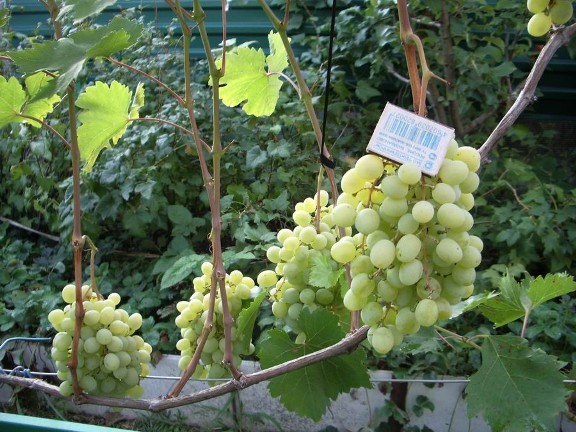  Размери на грозде в сравнение с кибрит