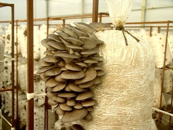  Cogumelos de ostra crescentes em casa