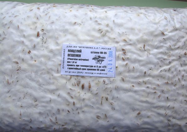  Ostsmampmycelium i förpackning