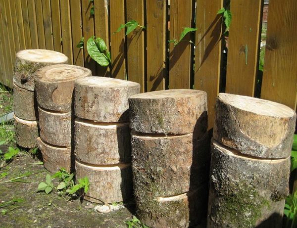  In the country for the cultivation of oyster mushrooms, you can use the stumps