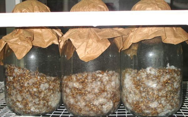  تزايد mycelium في علبة