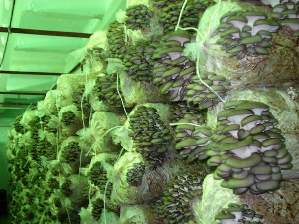  Cerca de 100 kg de cogumelos-ostra recebem 100 sacas