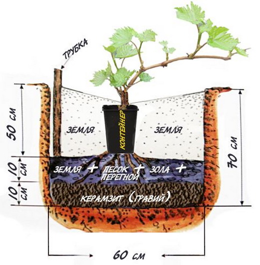  El esquema de plantación de uvas delicias.