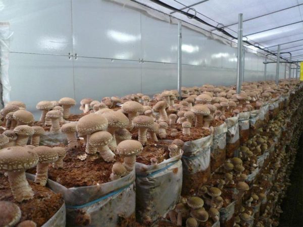  Coltivazione di funghi