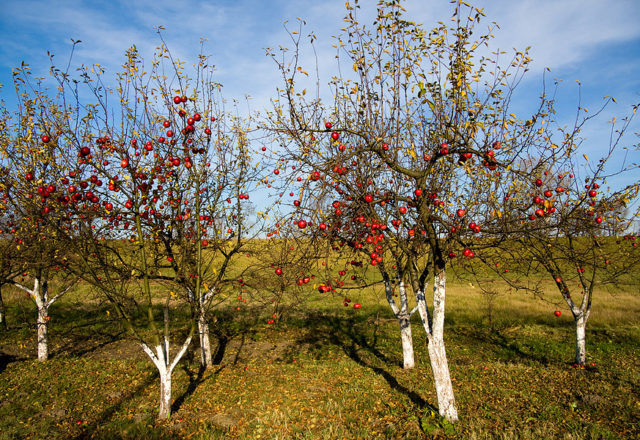 Top dressing äppelträd på hösten
