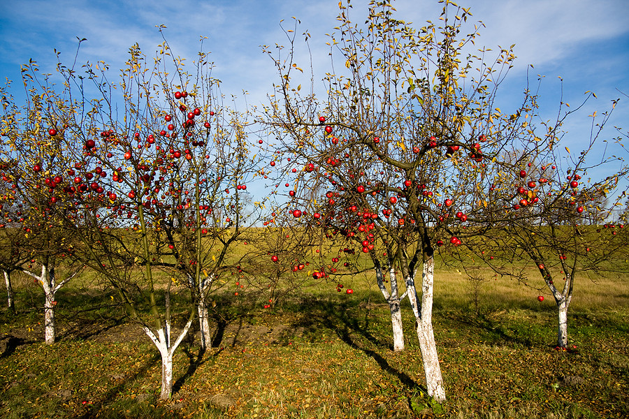  Κορυφαία ντύσιμο μηλιές το φθινόπωρο