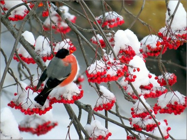  Framboise en hiver