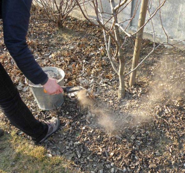  Spreading wood ash on acidic soil