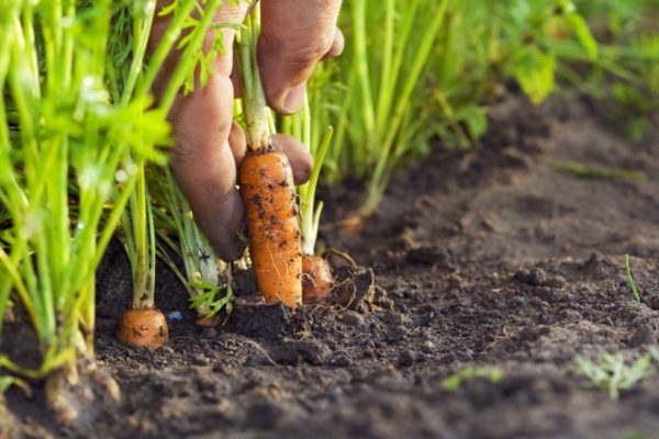  puis planter des carottes