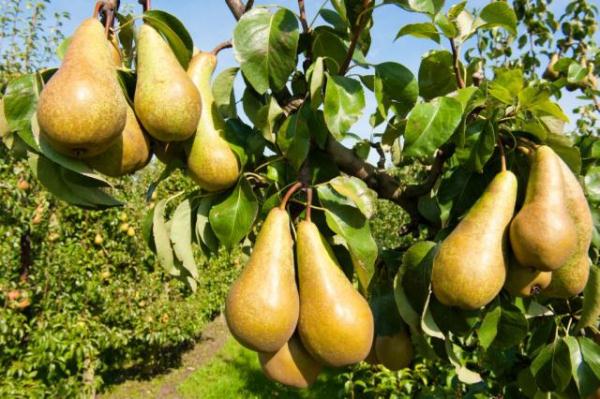  De bästa sorterna av päron