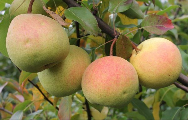  Rossoshanskaya - en päron med frukterna av hösten mogning