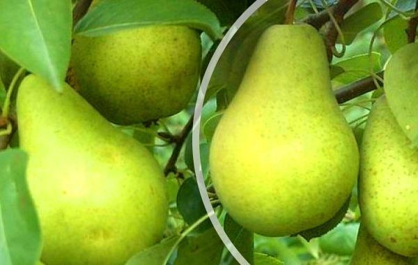  Fructe de soiul Pervomayskaya pot fi salvate până la 8 luni