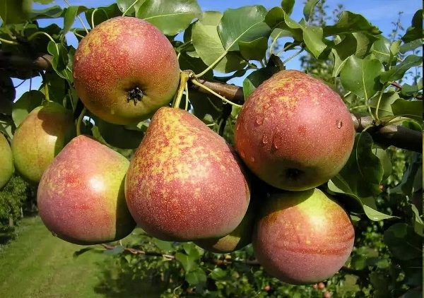  Marmorpäronfrukt