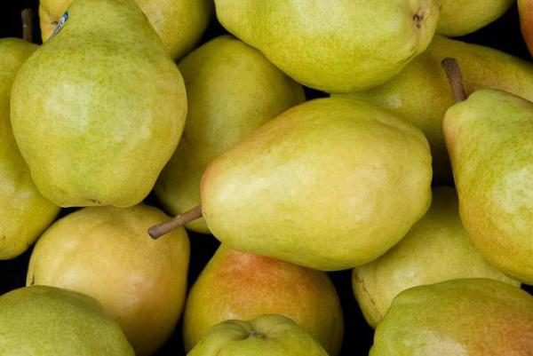  Ποικιλία των Veles Pears