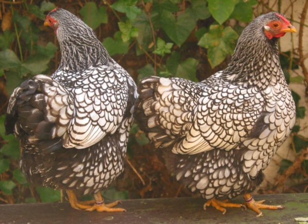  Ras av kycklingar