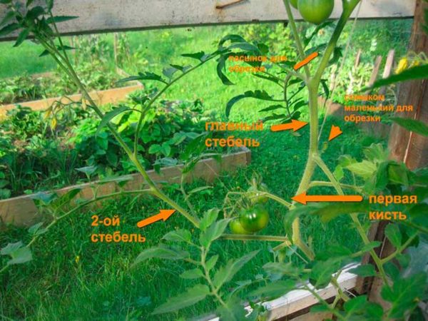  Schemat för avlägsnande av överskjutande skott på tomater