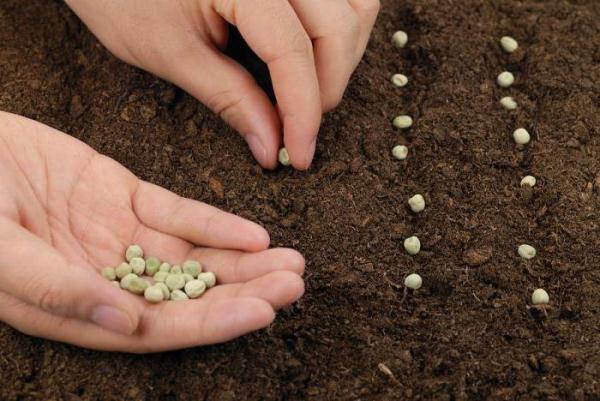  Πώς να φυτέψετε αρακά σε ανοιχτό έδαφος