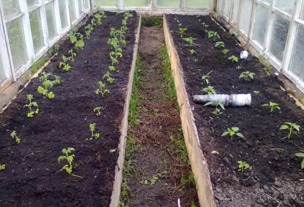  när man planterar tomater i ett växthus i Sibirien
