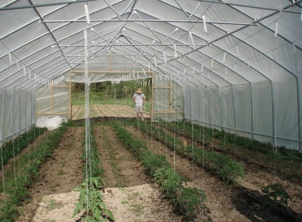  Villkor för att plantera tomater